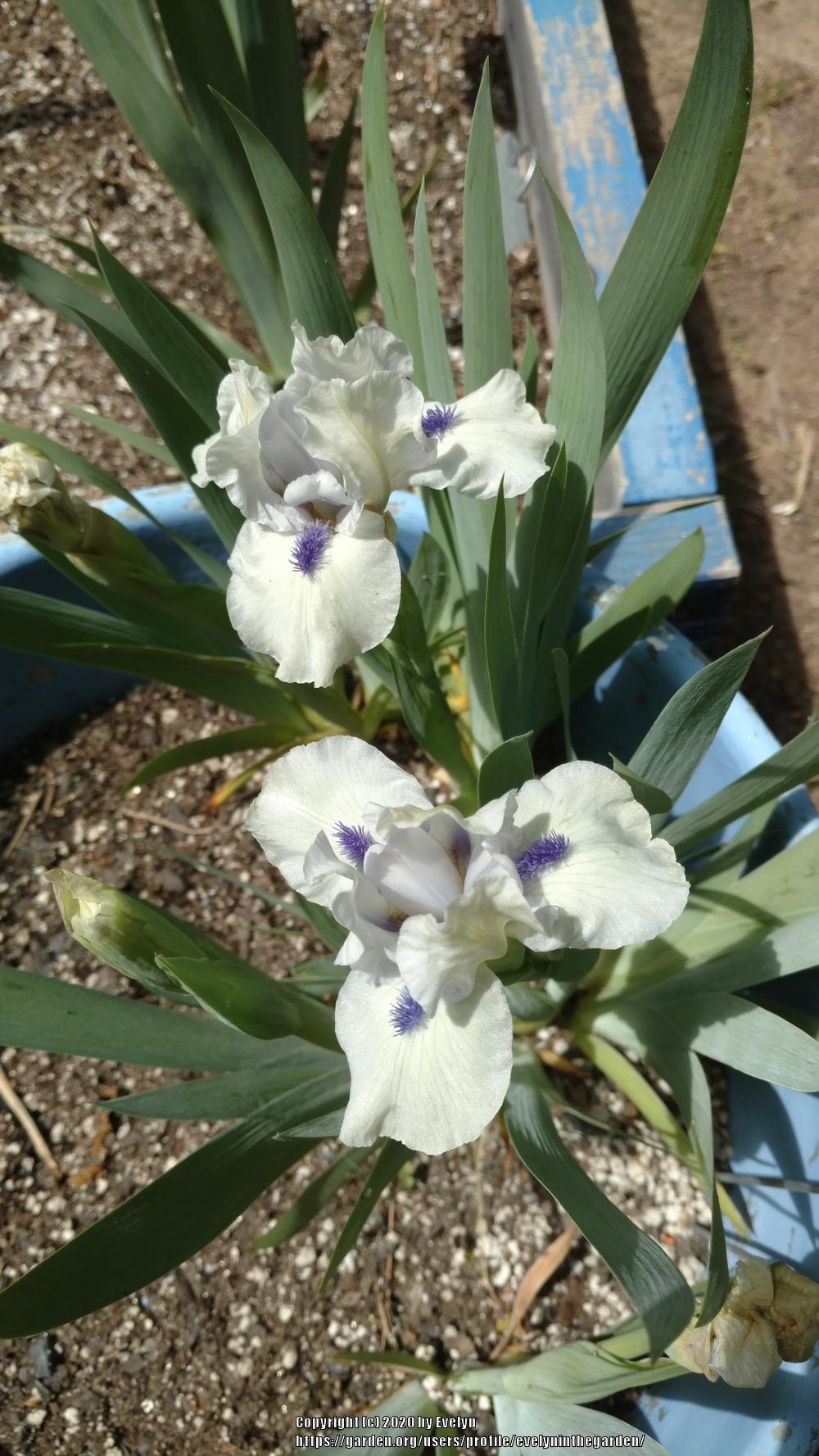 Photo of Standard Dwarf Bearded Iris (Iris 'Bluebeard's Ghost') uploaded by evelyninthegarden