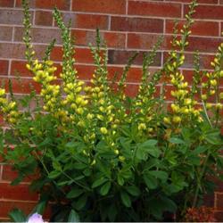 Location: In the west-facing flower bed
Date: 05-03-2020
Baptisia 'Solar Flare'