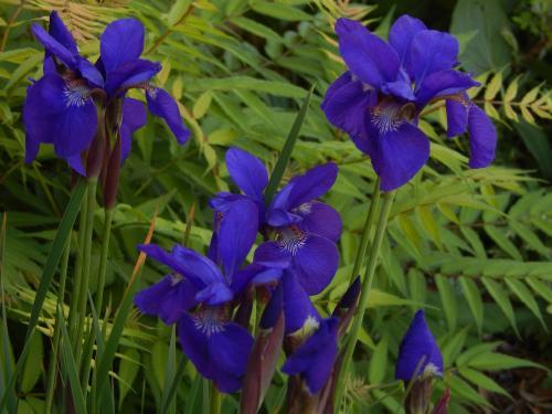 Photo of Siberian Iris (Iris 'Caesar's Brother') uploaded by jathton