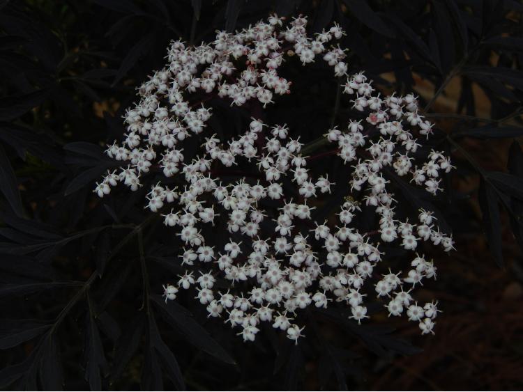 Photo of Elderberry (Sambucus nigra Black Lace™) uploaded by jathton