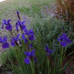 Location: in my west-facing flower  border
Date: 05-01-2020
Iris 'Caesar's Brother'