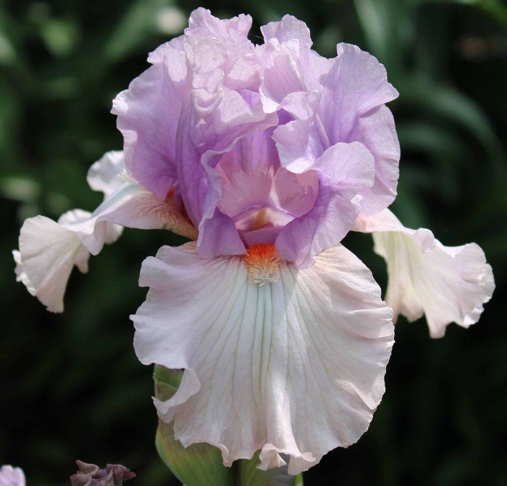 Photo of Tall Bearded Iris (Iris 'Modern Woman') uploaded by Bloombuddie