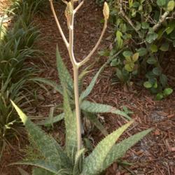 Location: South Florida
Date: 05/05/2020
Aloe squarrosa side by side. One is budding if I’m correct.