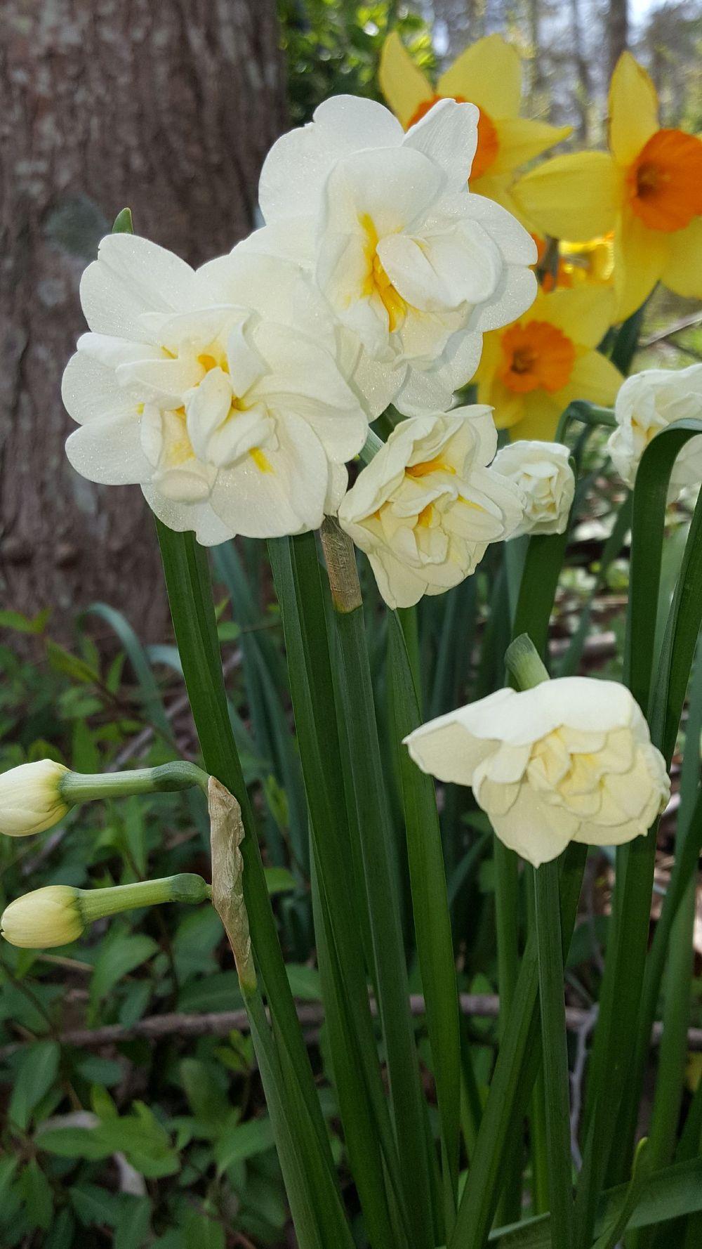 Photo of Double Daffodil (Narcissus 'Cheerfulness') uploaded by Southview5