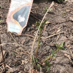Location: Saint Paul, Minnesota
Date: 5-May-2020
New growth of emerging leaves on a plant put in the ground late l