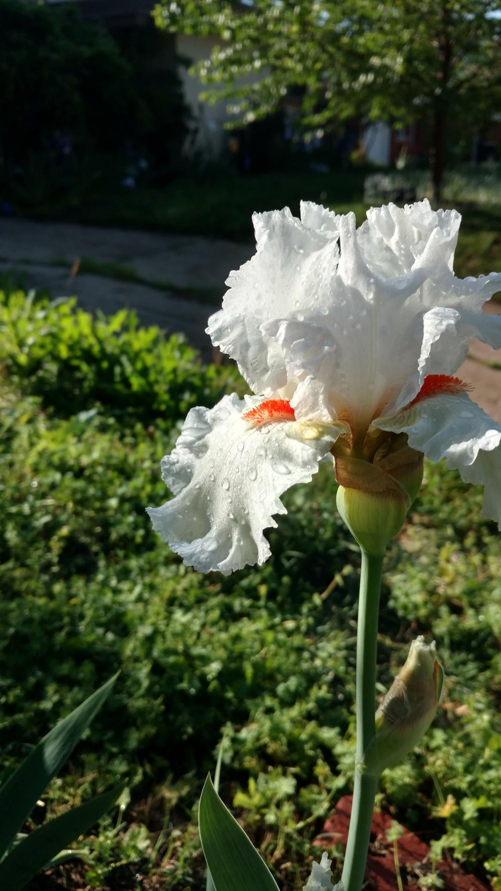 Photo of Tall Bearded Iris (Iris 'Nordica') uploaded by lvitanova