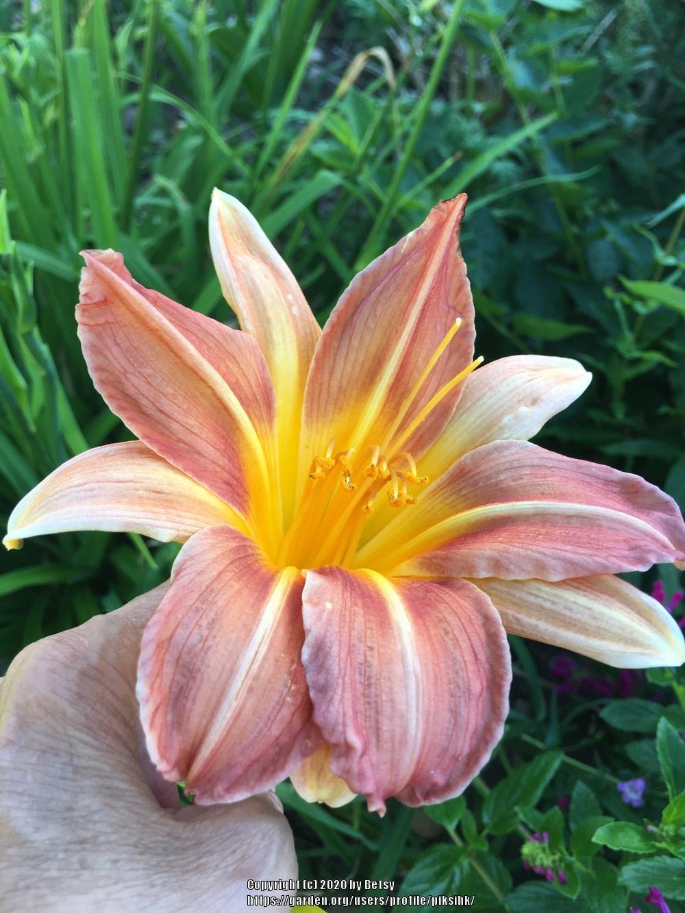 Photo of Ditch Lily (Hemerocallis fulva) uploaded by piksihk