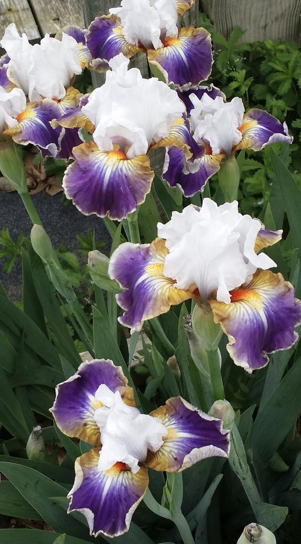 Photo of Intermediate Bearded Iris (Iris 'Dazzling') uploaded by Islandview
