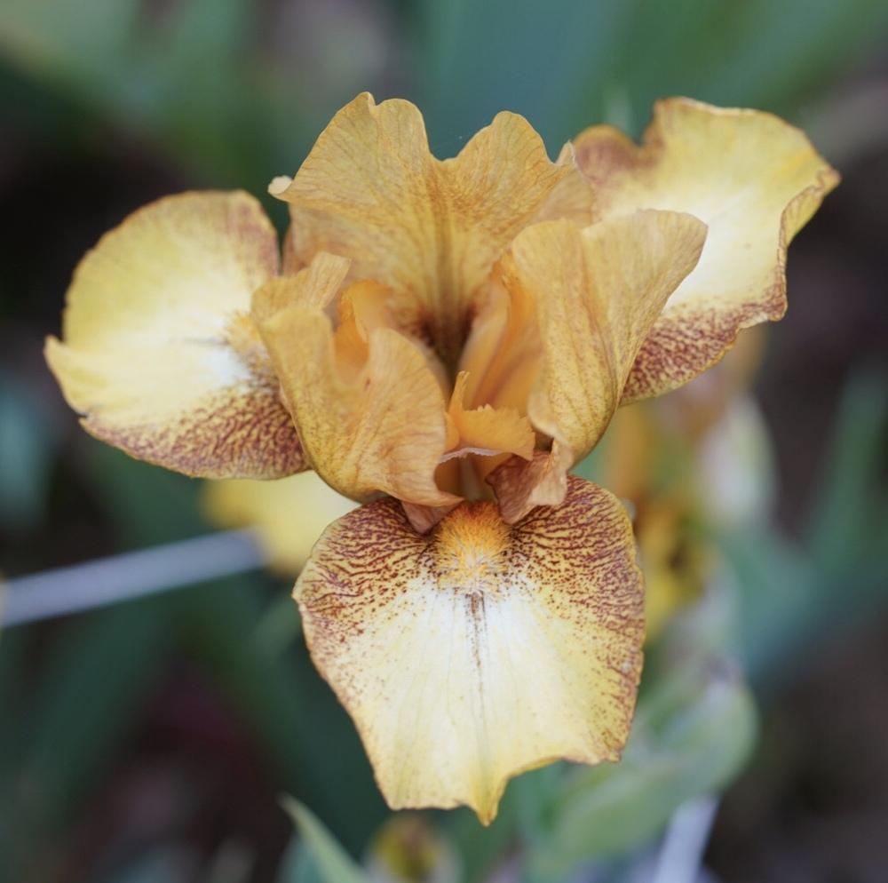Photo of Intermediate Bearded Iris (Iris 'Butter Pecan') uploaded by Islandview