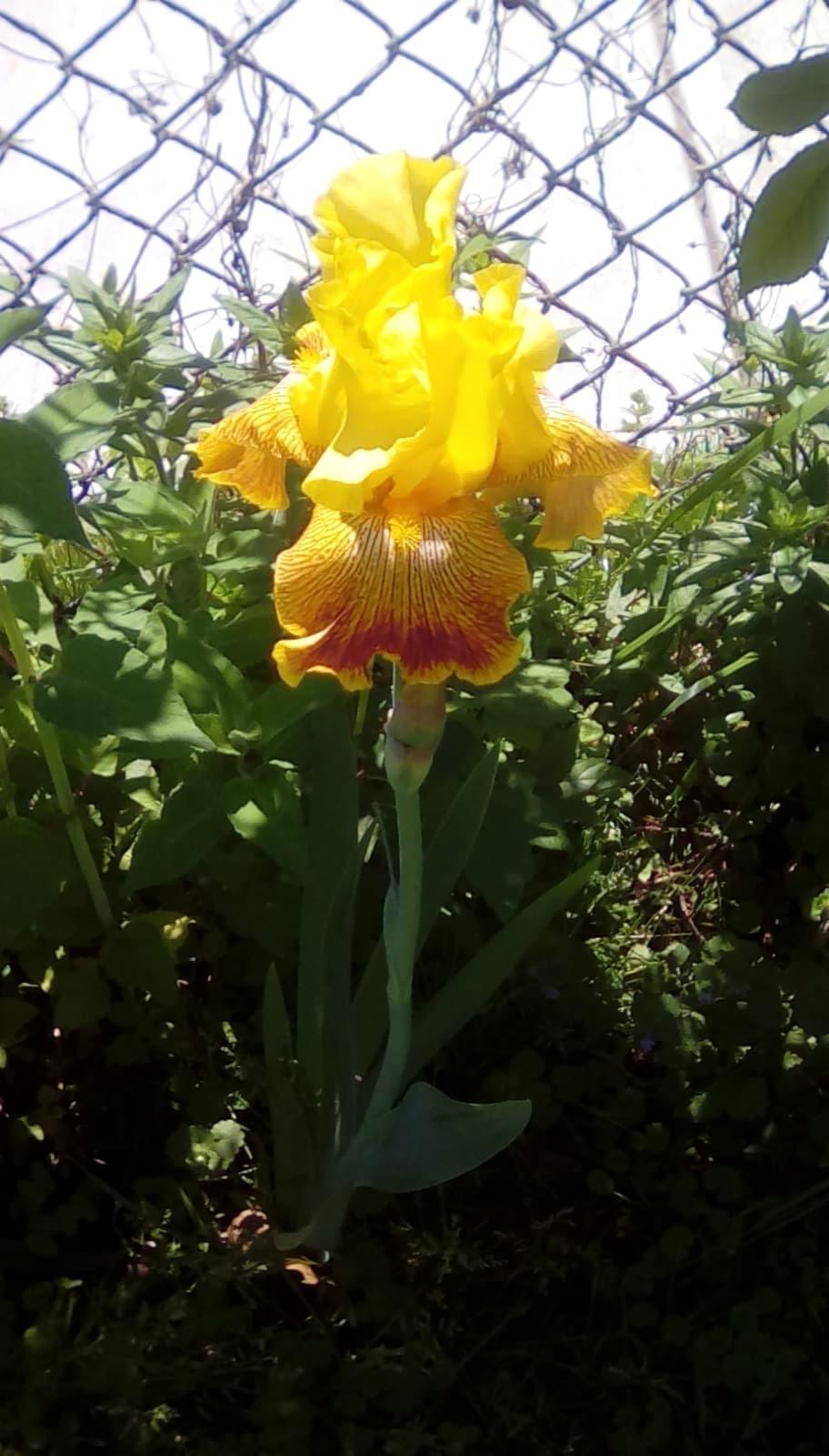 Photo of Tall Bearded Iris (Iris 'Bengal Tiger') uploaded by Megapickles216