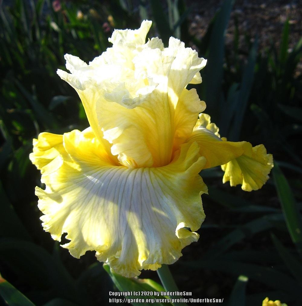 Photo of Tall Bearded Iris (Iris 'Yours Truly') uploaded by UndertheSun