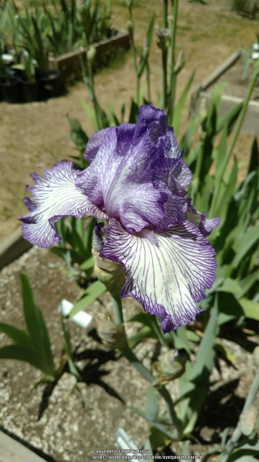 Photo of Tall Bearded Iris (Iris 'Autumn Circus') uploaded by evelyninthegarden