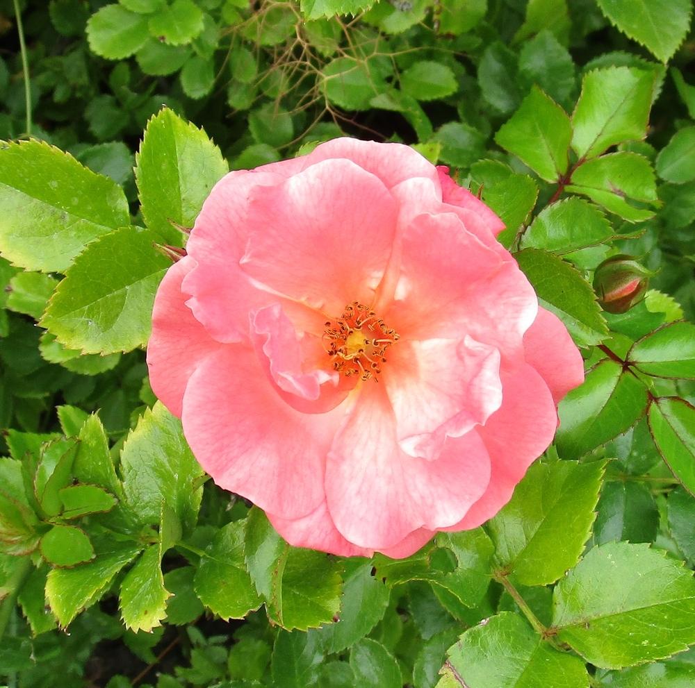Photo of Rose (Rosa 'Peach Drift') uploaded by lauribob
