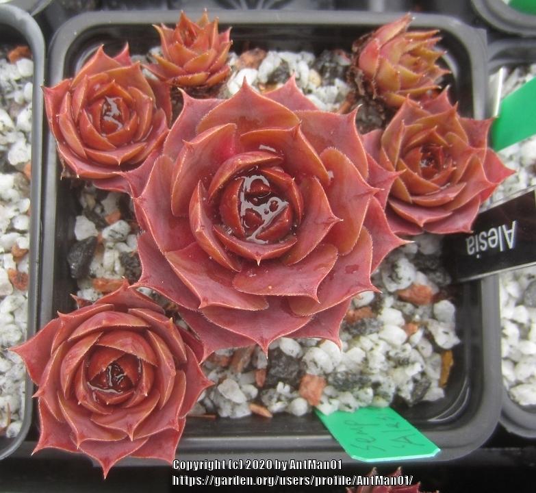 Photo of Hen and Chicks (Sempervivum 'Alesia') uploaded by AntMan01