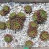 Very small thick rosettes, all green in summer, read highlights i