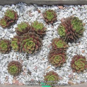 Very small thick rosettes, all green in summer, read highlights i