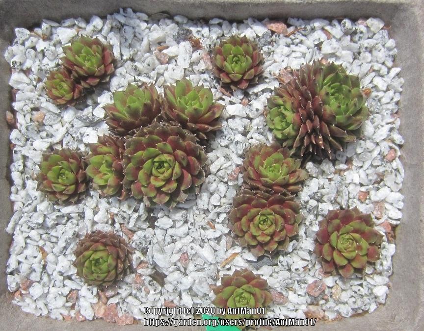 Photo of Hen and Chicks (Sempervivum 'California') uploaded by AntMan01