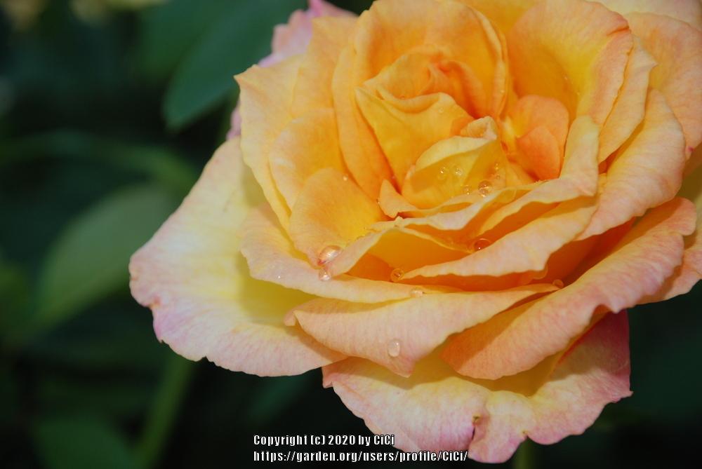 Photo of Rose (Rosa 'Gold Medal') uploaded by CiCi