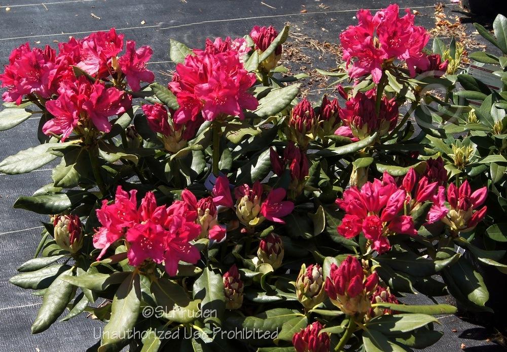 Photo of Rhododendron 'Nova Zembla' uploaded by DaylilySLP