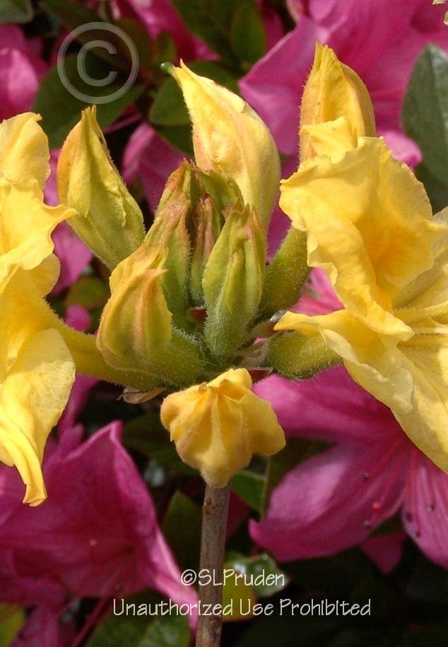 Photo of Azalea (Rhododendron 'Lemon Lights') uploaded by DaylilySLP