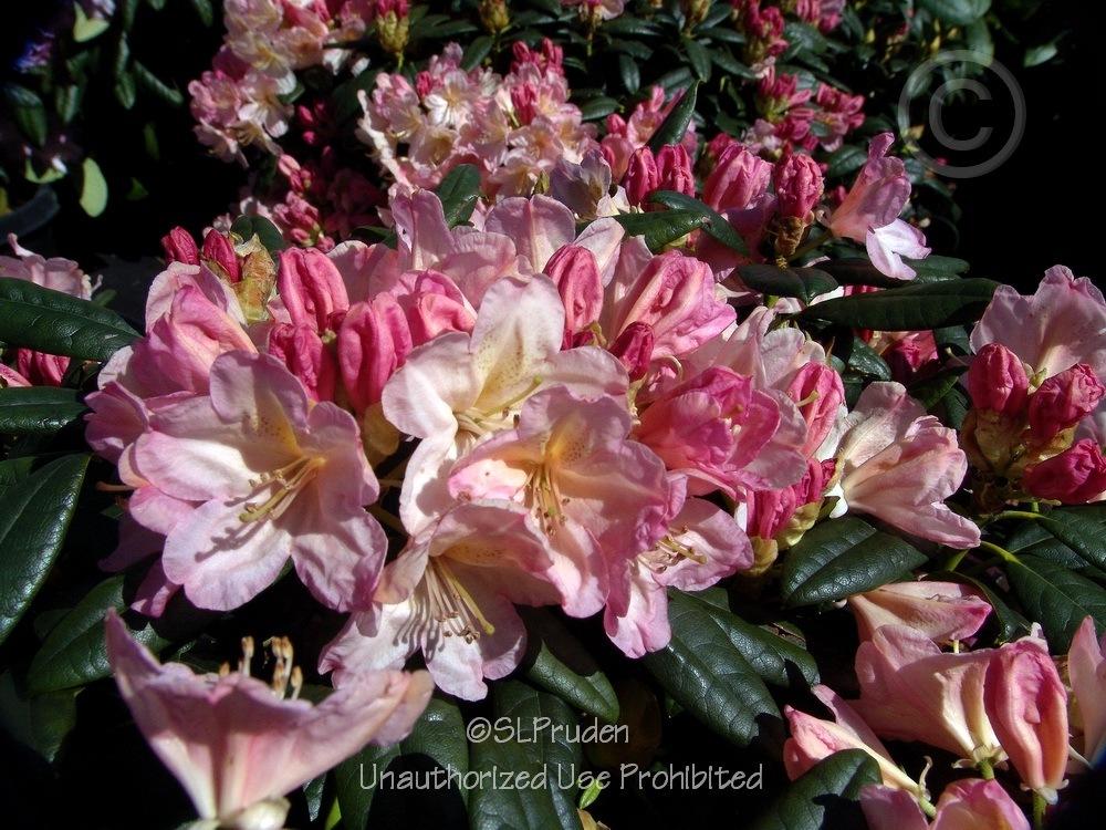Photo of Rhododendron 'Percy Wiseman' uploaded by DaylilySLP