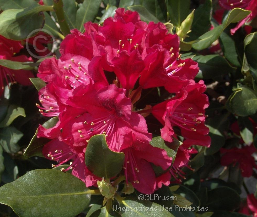 Photo of Rhododendron 'Nova Zembla' uploaded by DaylilySLP