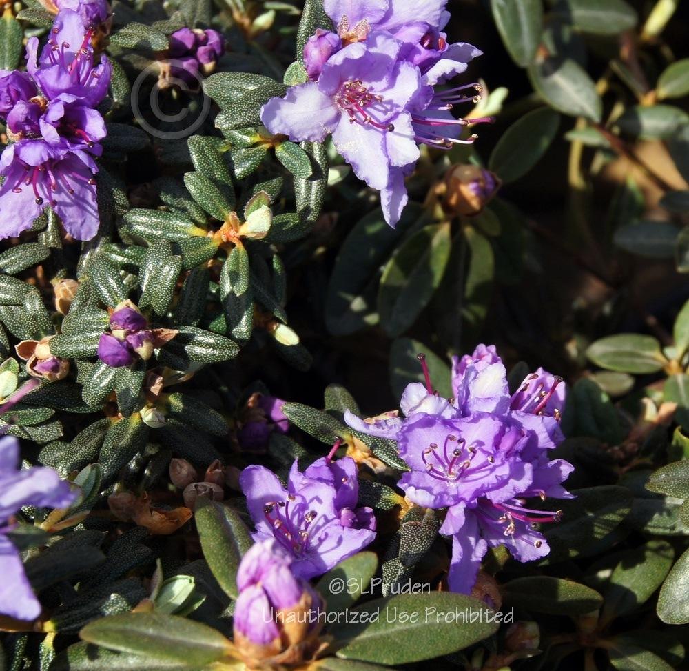 Photo of Dwarf Rhododendron (Rhododendron impeditum) uploaded by DaylilySLP
