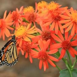 Location: My Garden
Date: 2020-05-06
#pollination by butterflies