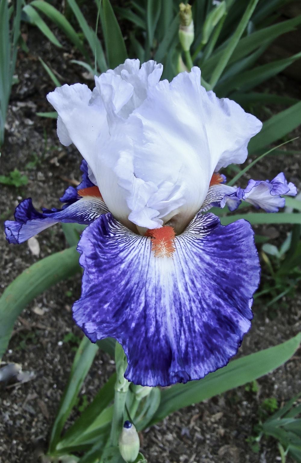 Photo of Tall Bearded Iris (Iris 'Gypsy Lord') uploaded by golden_goddess