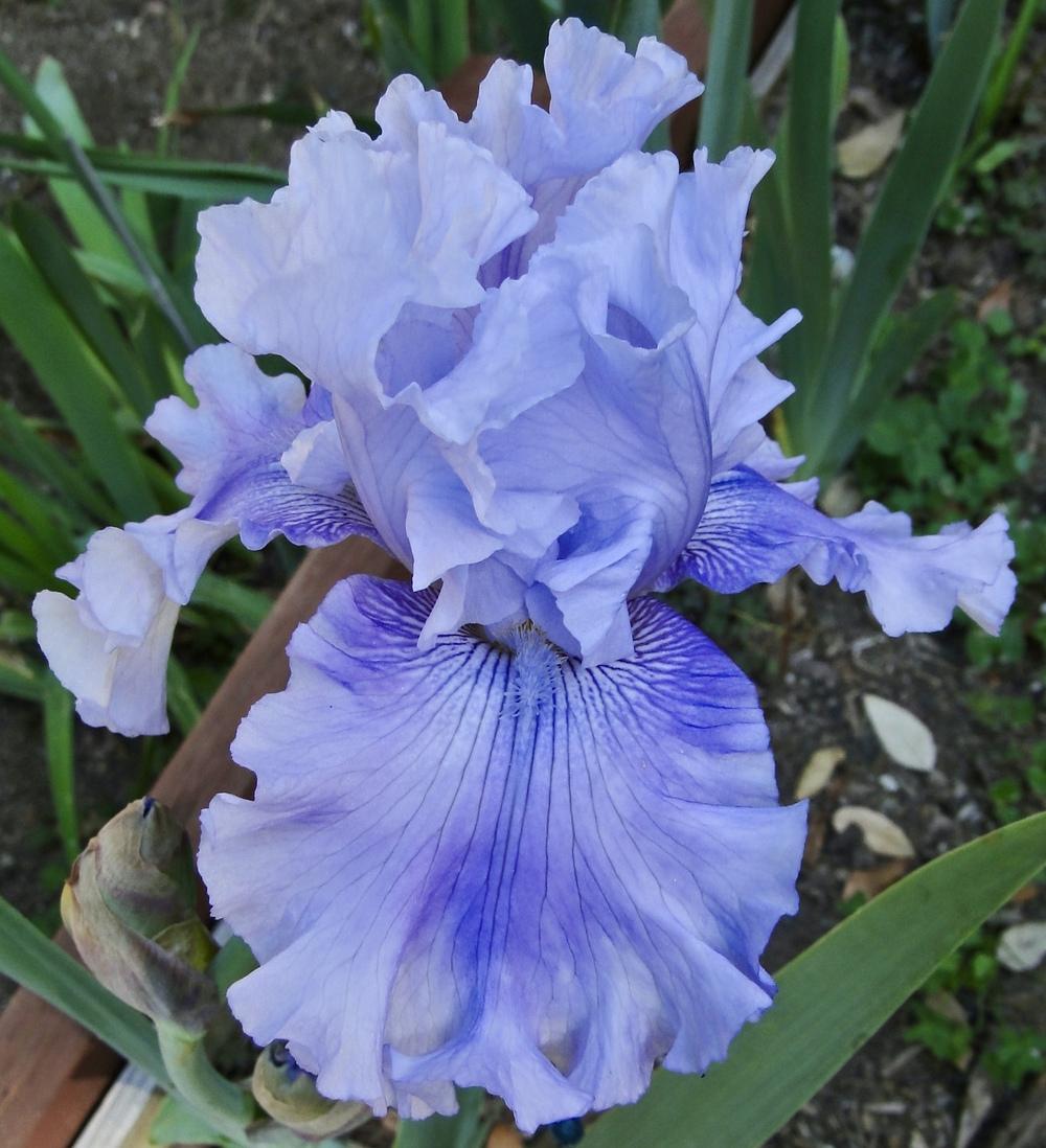 Photo of Tall Bearded Iris (Iris 'Ascent of Angels') uploaded by golden_goddess