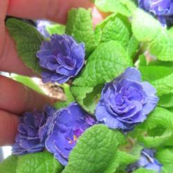 Location: Toronto, Ontario
Date: 2020-05-06
Primrose (Primula Belarina® Amethyst Ice) has plenty double viol