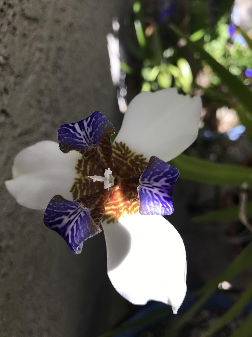 Photo of Walking Iris (Trimezia gracilis) uploaded by succulentlife