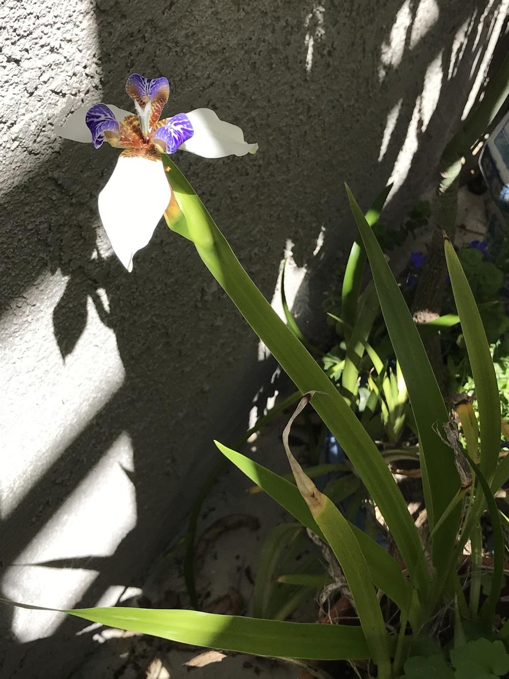 Photo of Walking Iris (Trimezia gracilis) uploaded by succulentlife