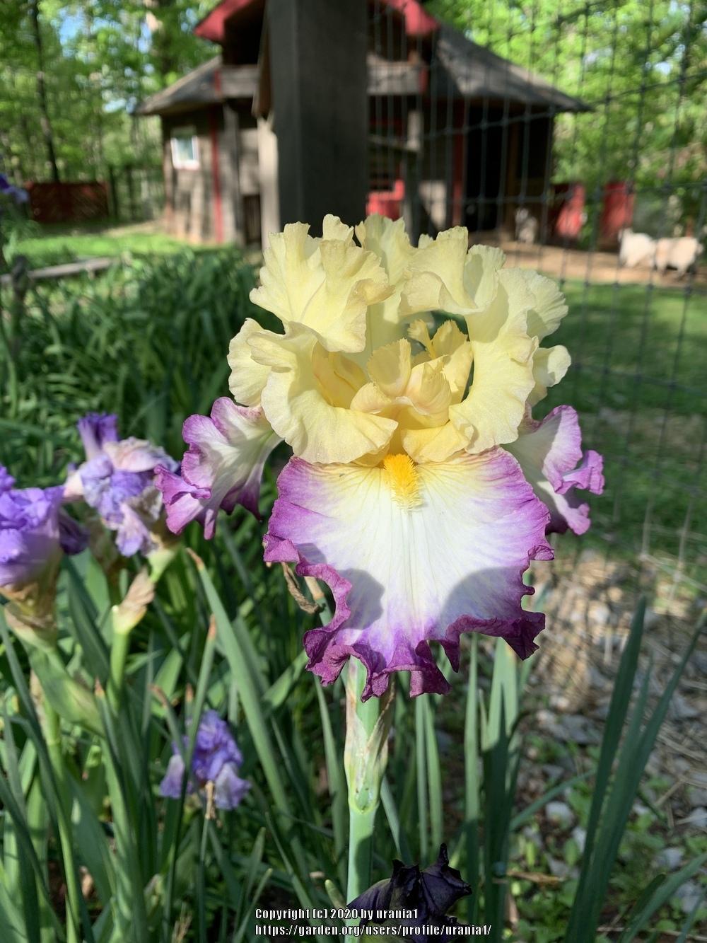 Photo of Tall Bearded Iris (Iris 'Day on the Bay') uploaded by urania1