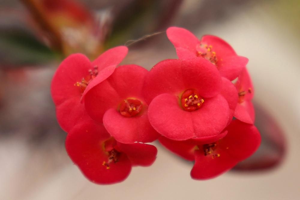 Photo of Crown of Thorns (Euphorbia milii) uploaded by Baja_Costero