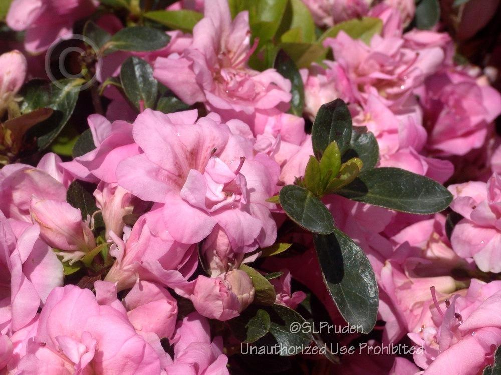 Photo of Azalea (Rhododendron 'Rosebud') uploaded by DaylilySLP