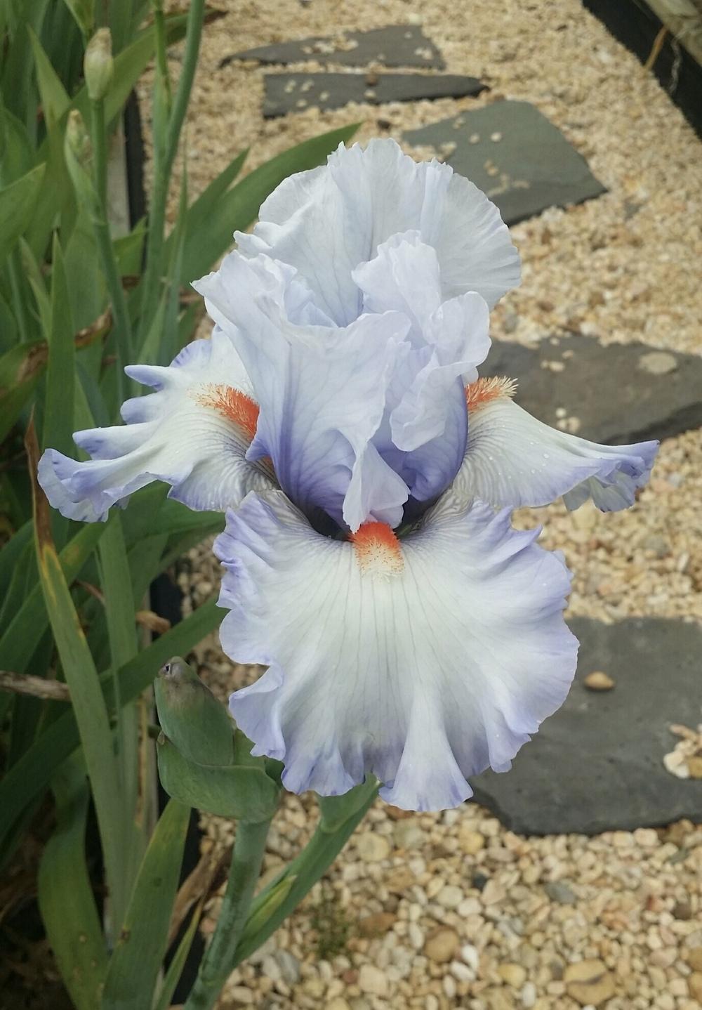 Photo of Tall Bearded Iris (Iris 'Waterline') uploaded by Islandview