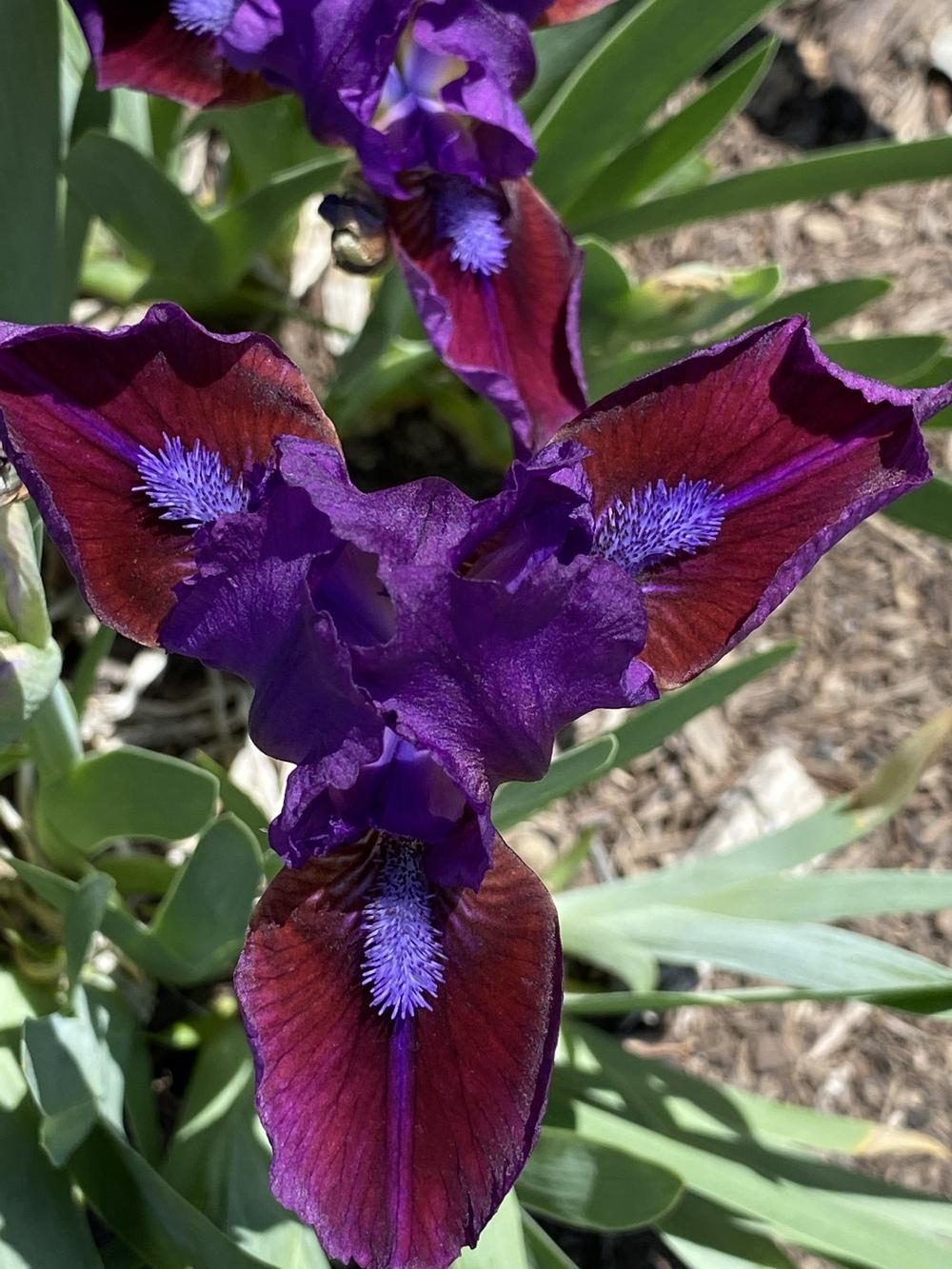 Photo of Standard Dwarf Bearded Iris (Iris 'Ruby Wings') uploaded by Legalily