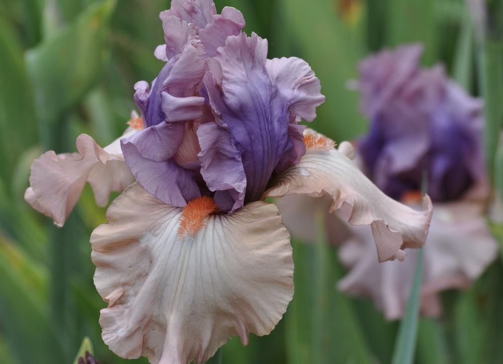 Photo of Tall Bearded Iris (Iris 'La Scala') uploaded by LewEm