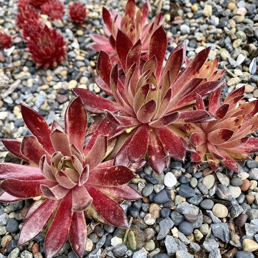 Photo of Hen and Chicks (Sempervivum 'Devils Touch') uploaded by Patty