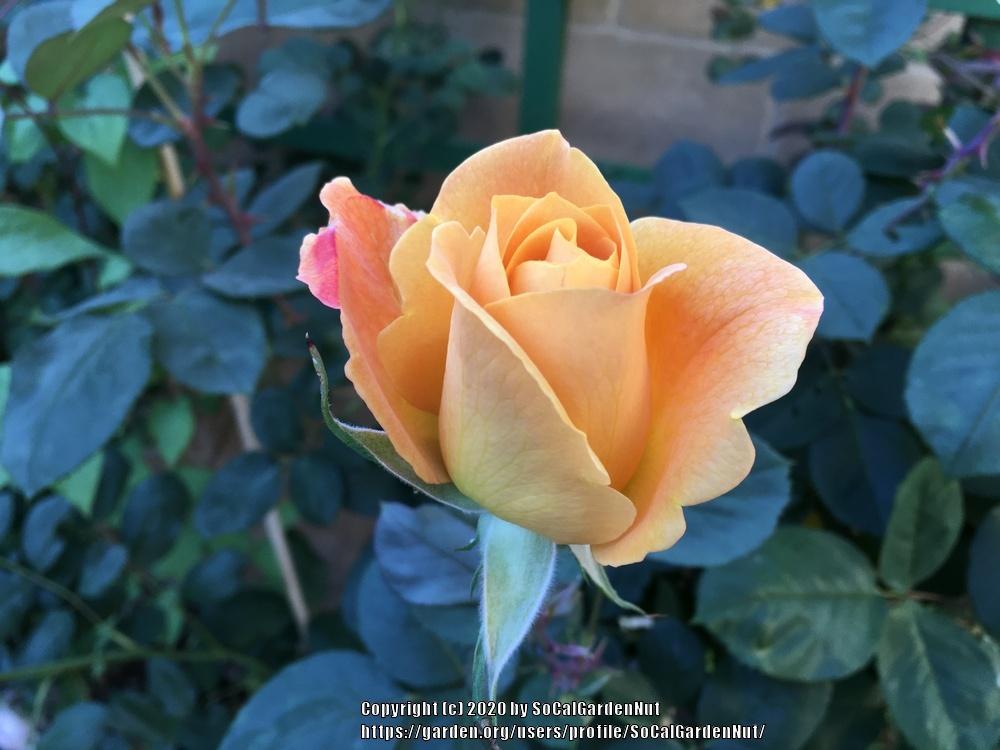Photo of Rose (Rosa 'Strike It Rich') uploaded by SoCalGardenNut