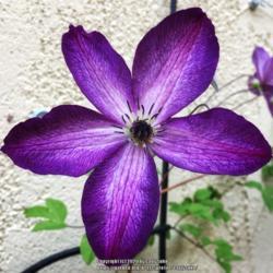 Location: Oceanside, California 
Date: 2020-05-07
In my garden. First bloom 💙