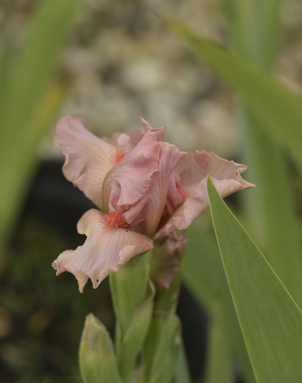 Photo of Standard Dwarf Bearded Iris (Iris 'Portland Pink') uploaded by cliftoncat
