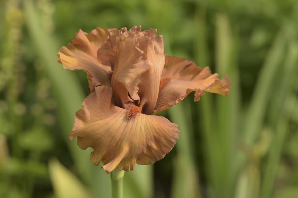 Photo of Tall Bearded Iris (Iris 'Game Plan') uploaded by cliftoncat