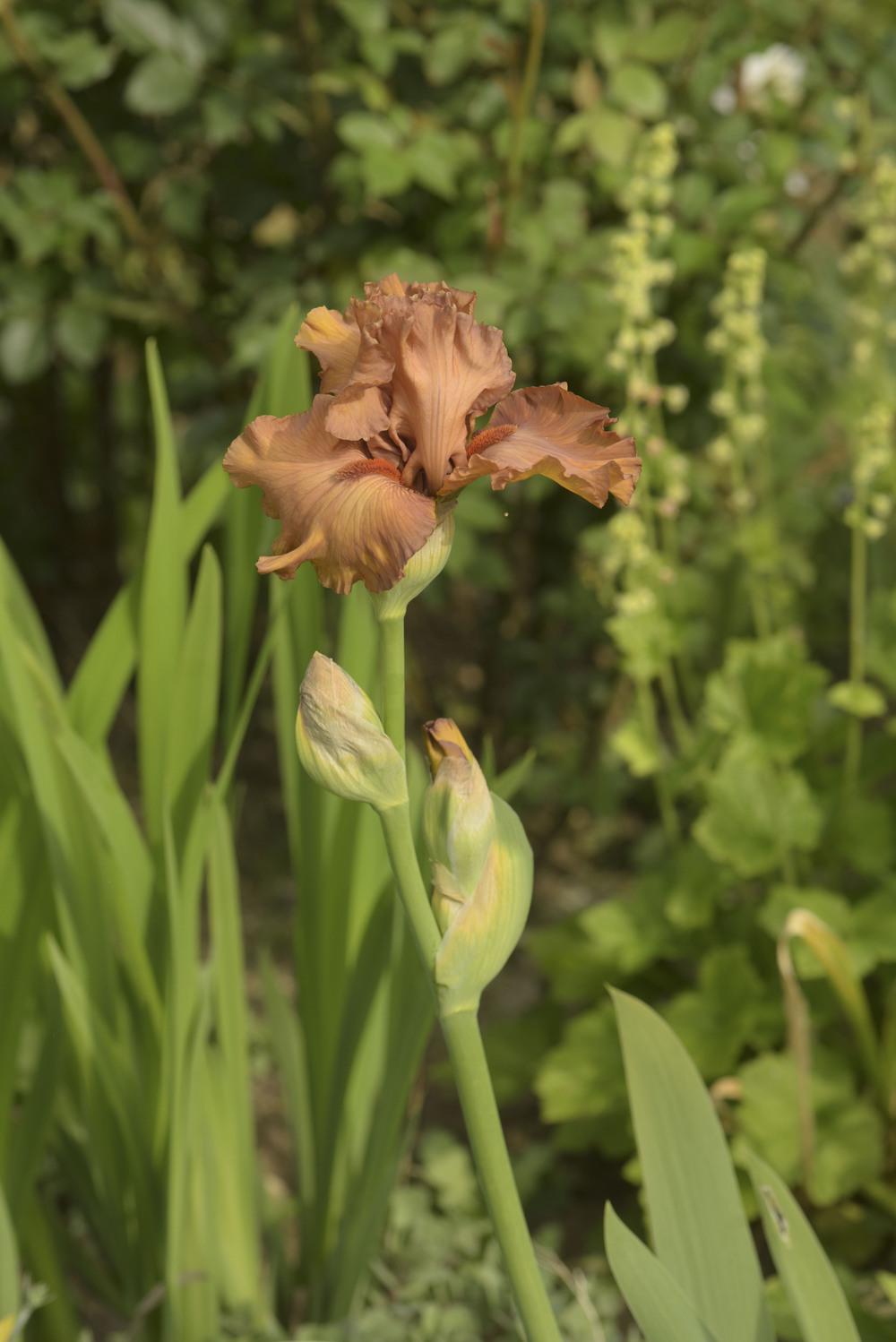 Photo of Tall Bearded Iris (Iris 'Game Plan') uploaded by cliftoncat