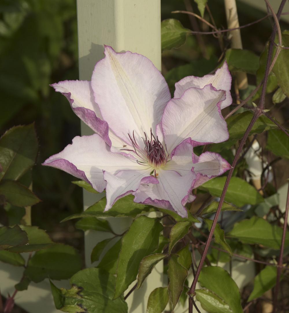 Photo of Clematis 'Omoshiro' uploaded by cliftoncat