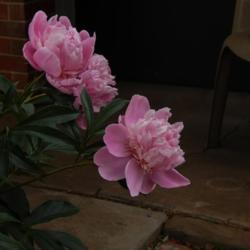 Location: in my shade garden
Date: 05-06-2020
Paeonia lactiflora 'Raspberry Sundae'