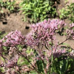 Location: Saint Paul, Minnesota
Date: 2019-07-24
A bee visits the Dwarf Joe-Pye Weed blooms.