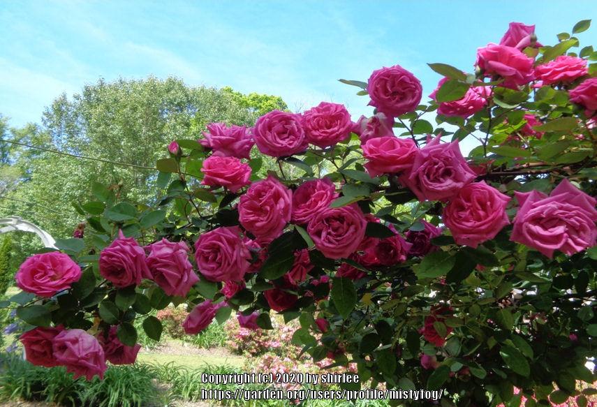 Photo of Rose (Rosa 'Zephirine Drouhin') uploaded by mistyfog