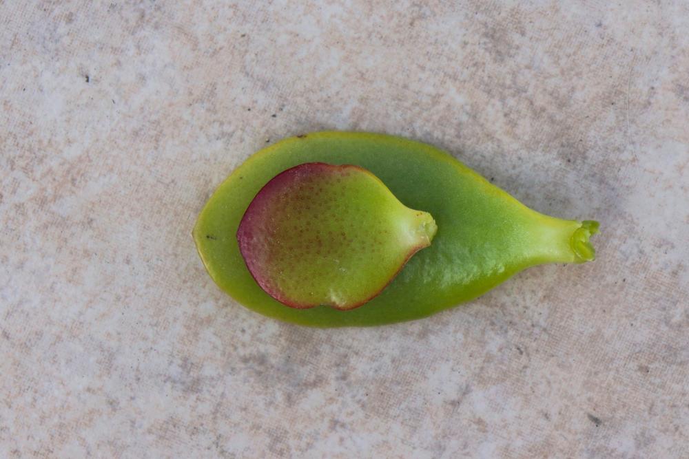 Photo of Jade Plant (Crassula ovata) uploaded by Baja_Costero